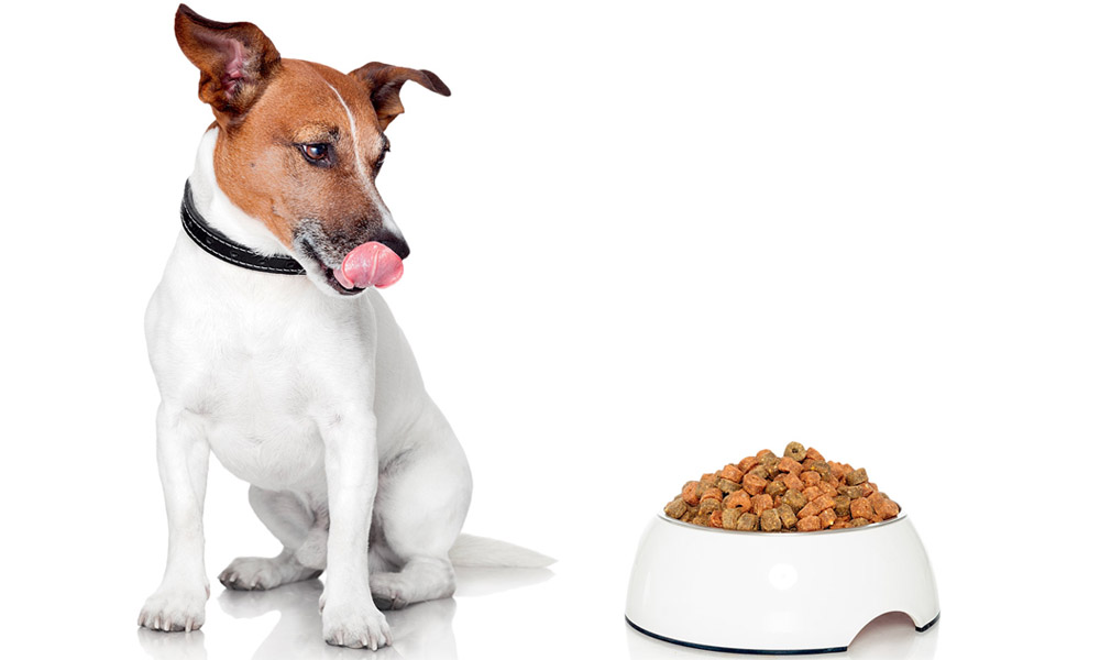 5 правил кормления собаки сухим кормом