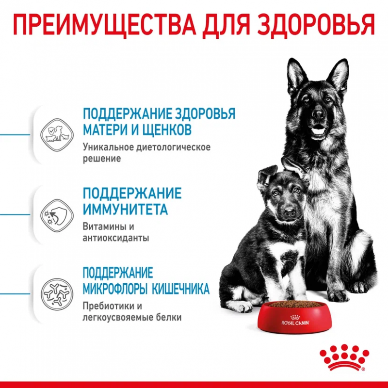 Сухой корм Royal Canin Maxi Starter для щенков крупных размеров до 2-х месяцев, беременных и кормящих сук
