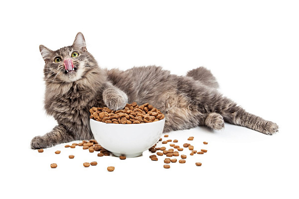 Нормы питания кошек сухим кормом