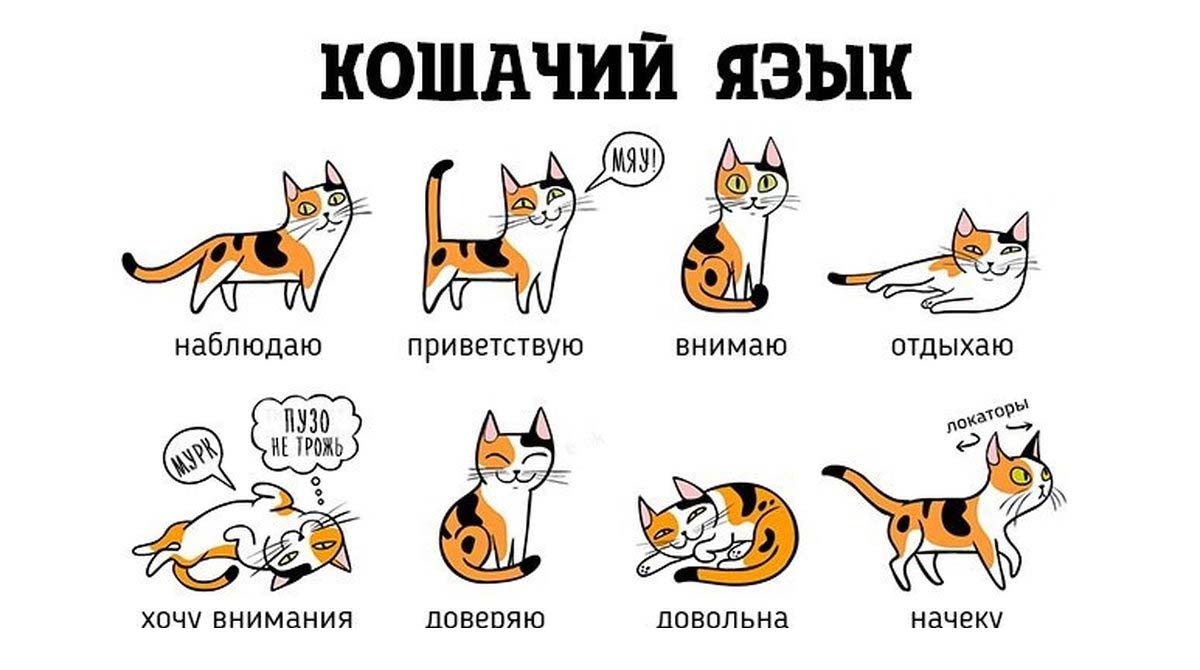 Язык любви: как кошки общаются друг с другом