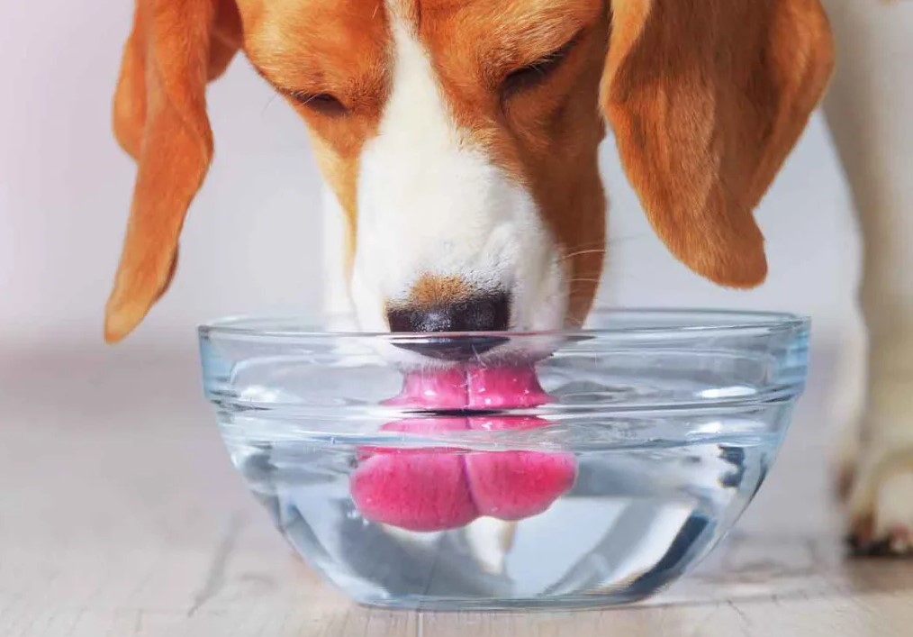 собака воду пъет